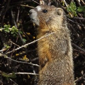 Meet your Posher, Weston